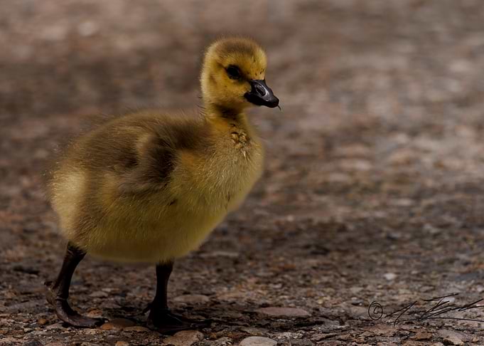 Cute Gosling Walking on Gravel Path