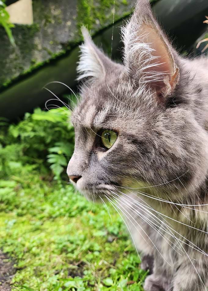 Maine Coon Profile in Greenery