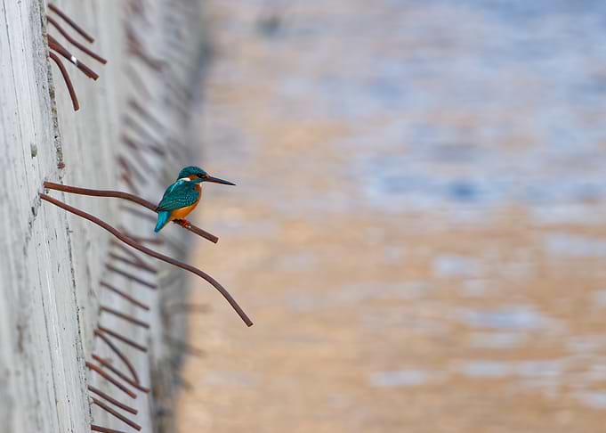 Common Kingfisher perched on rebar