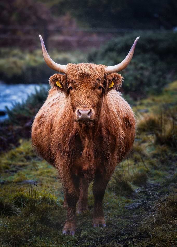 Highland Cow Portrait
