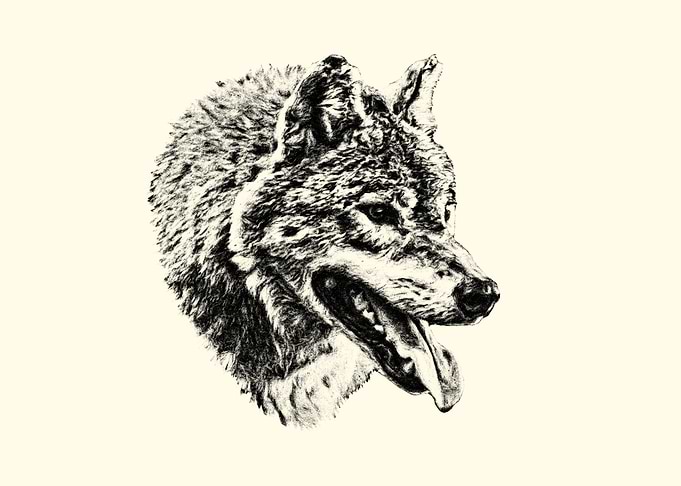 Wolf Portrait Sketch