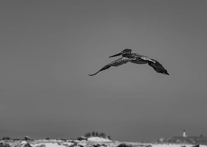 Pelican in Flight, Black and White