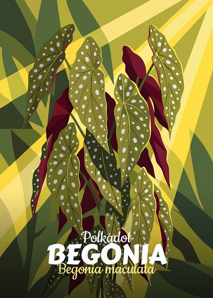 Polkadot Begonia Illustration
