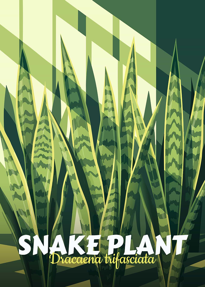 Snake Plant Illustration