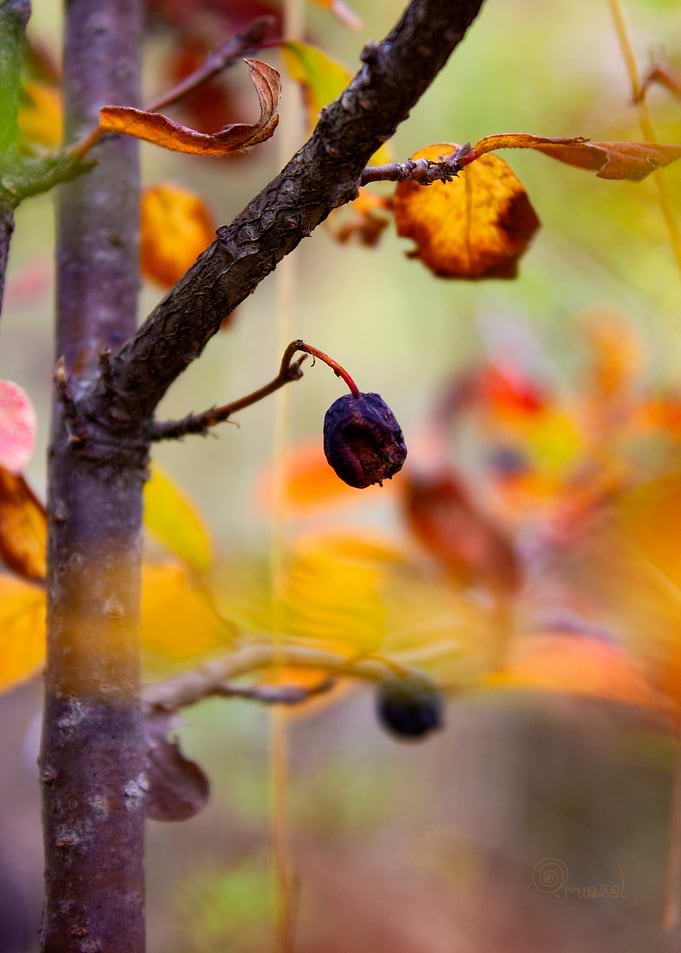 Amber Garden Boho