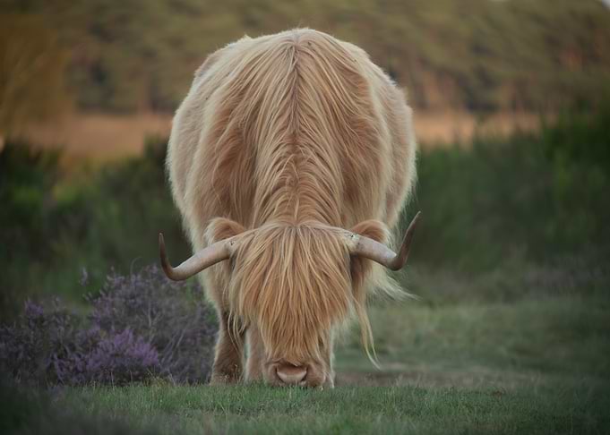 Highland Cow Grazing in Heather Field