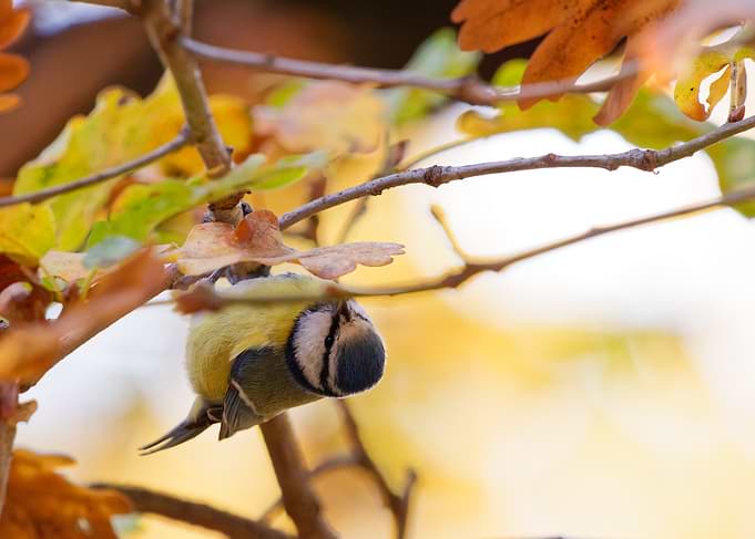 Eurasian Blue Tit in Autumn Leaves