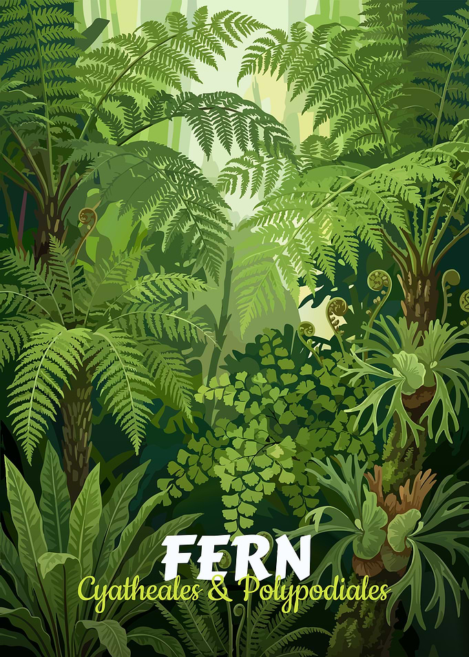 Fern Cyatheales & Polypodiales Illustration