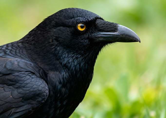 Raven Portrait with Golden Eye