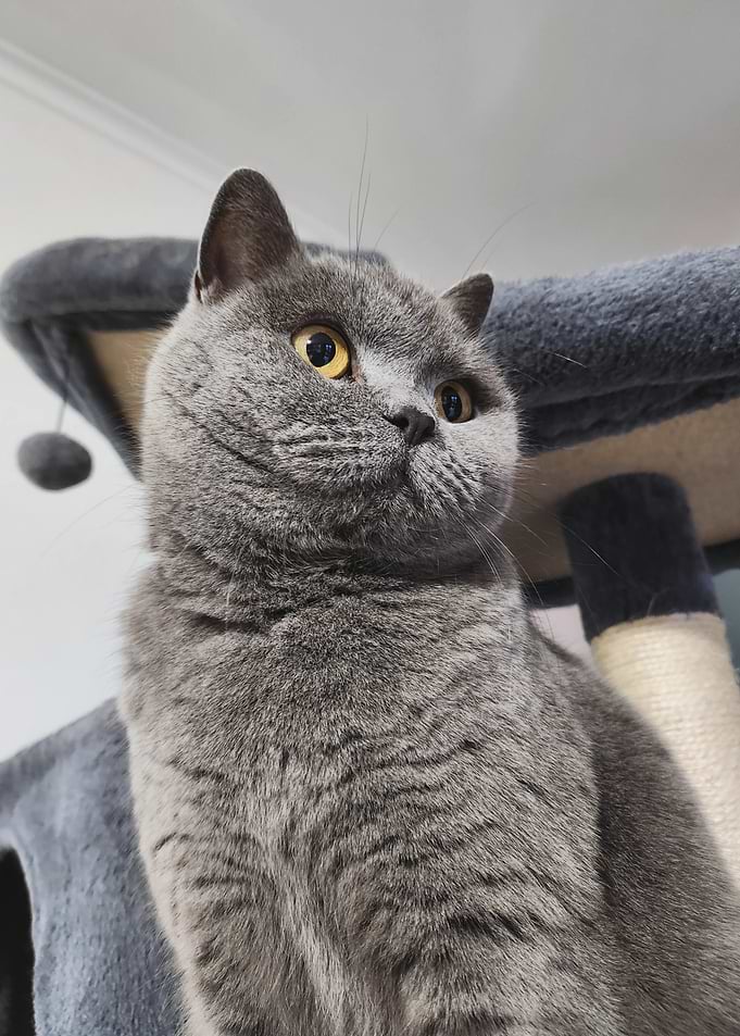 British Shorthair Cat Portrait