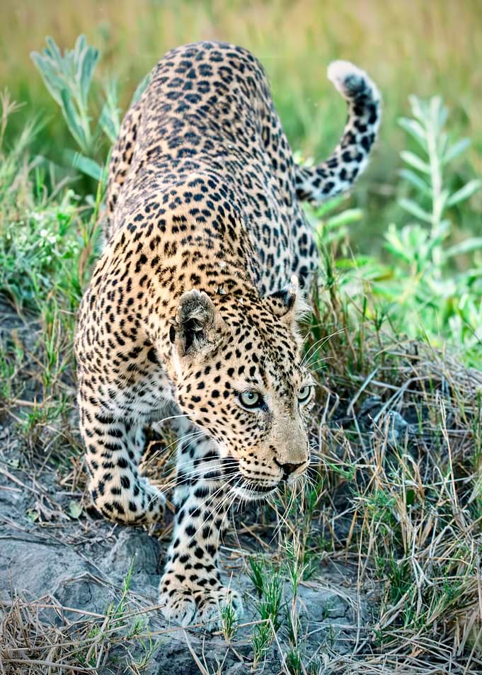 Leopard in the Wild
