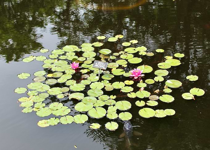 Lily Pond