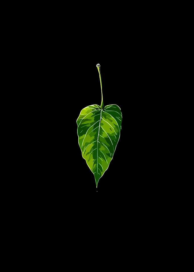 Green Leaf on Black Background