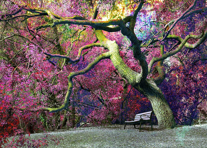 Park Bench