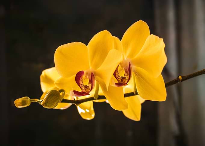 Yellow Orchid Blossom