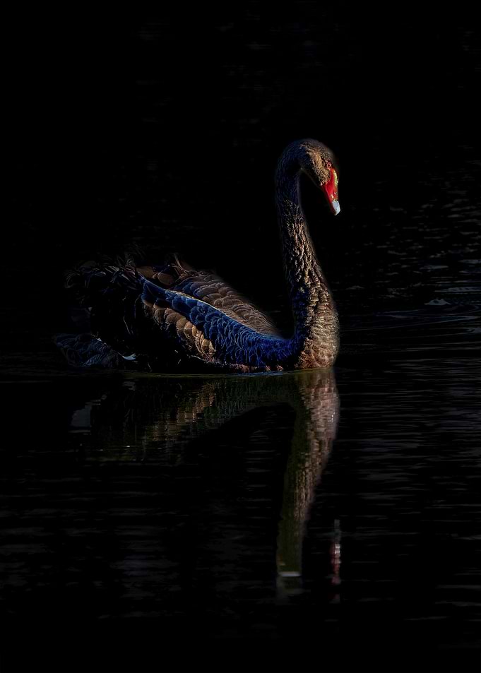 Black Swan in Dark Water