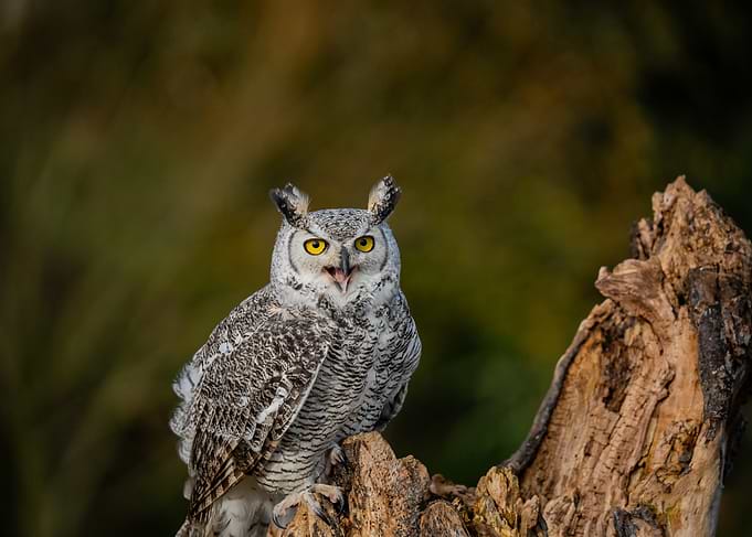 Great Horned Owl on Tree Stump