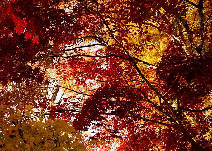 Autumn Canopy: Red and Gold Leaves