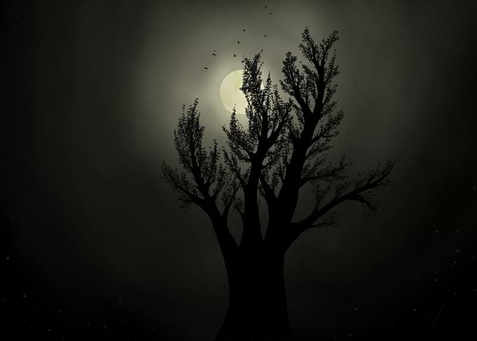 Silhouette Tree Under Moonlight