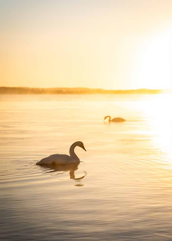 Swans on Golden Water at Sunrise