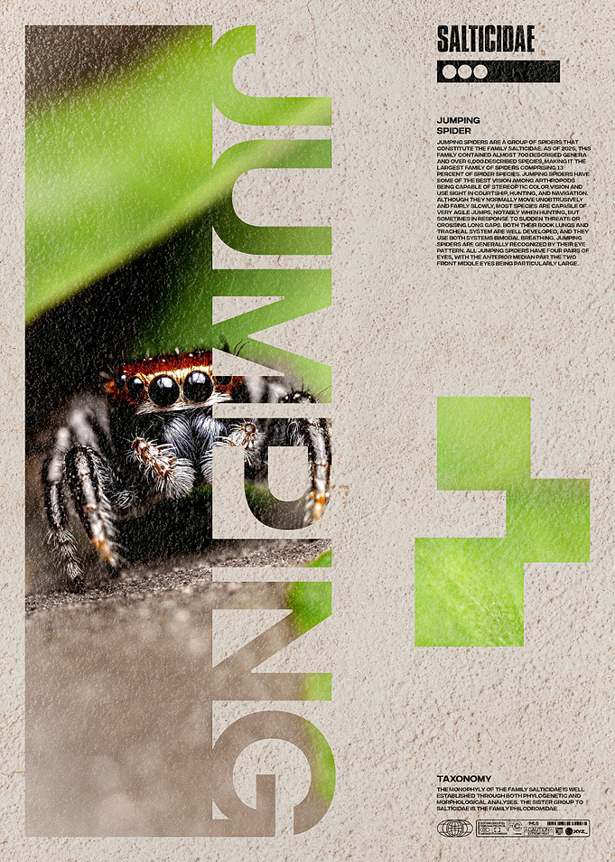 Jumping Spider Spider Owner