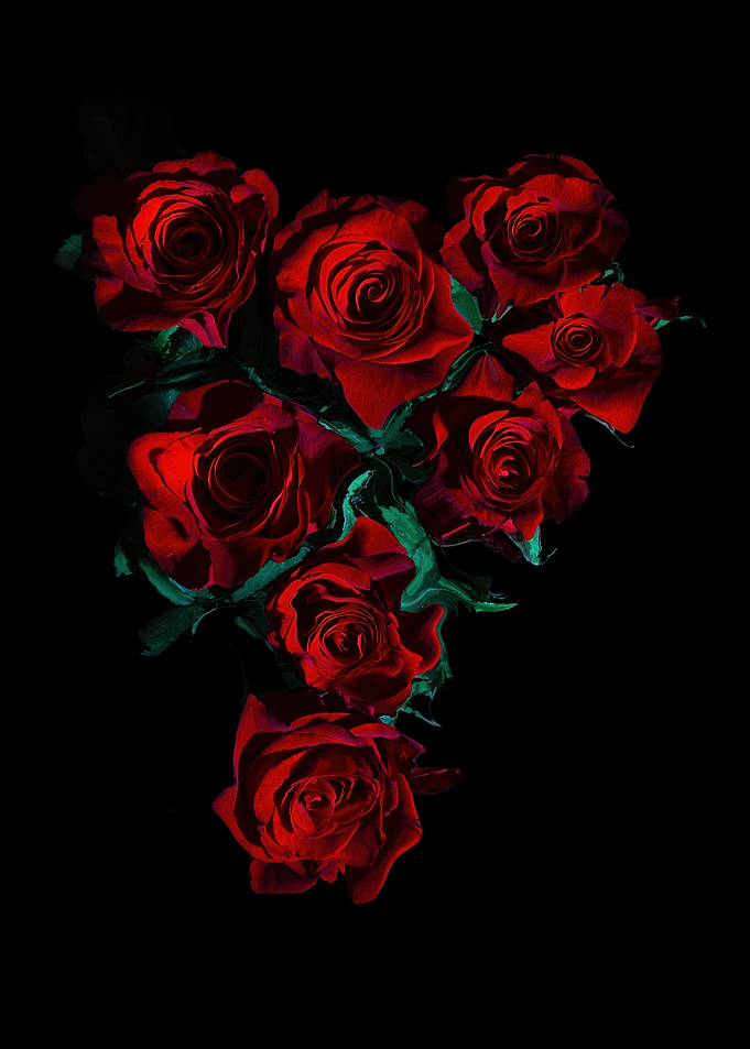 Red Roses on Black Background