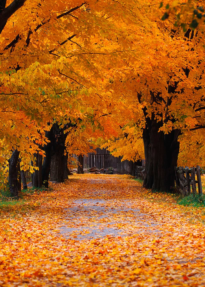 Autumn Road with Golden Leaves