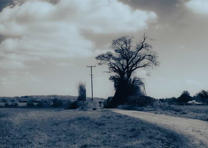 Countryside Landscape with a Tree
