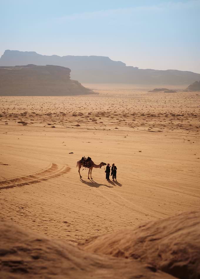 Camel in Wadi Rum
