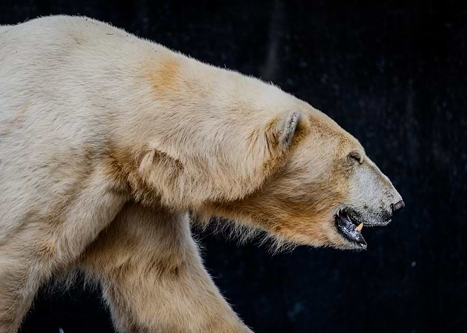 Polar Bear Profile Photo
