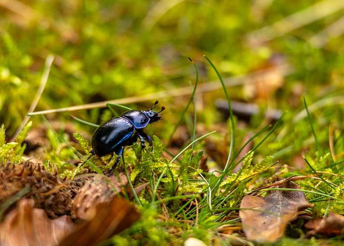Dung Beetle on Mossy Ground