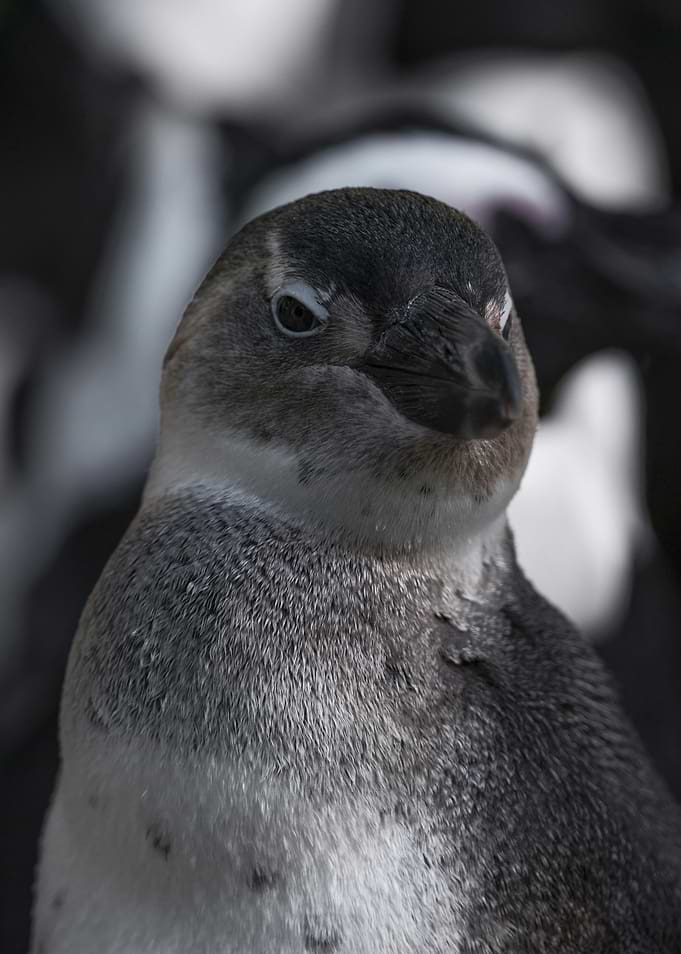 Close-up of a Black-Footed Penguin