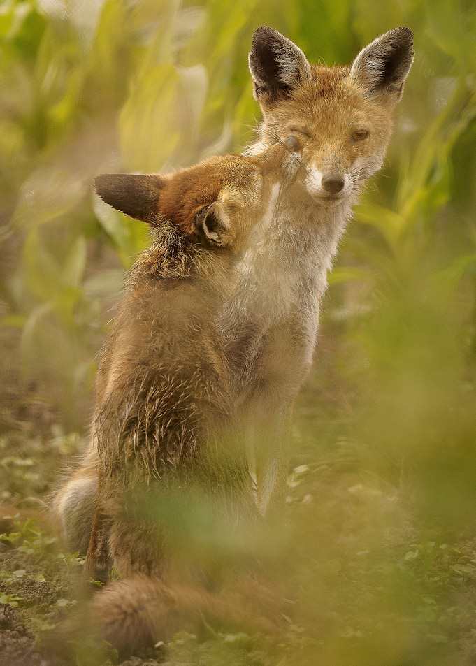 Two Foxes Sharing a Tender Moment in Nature
