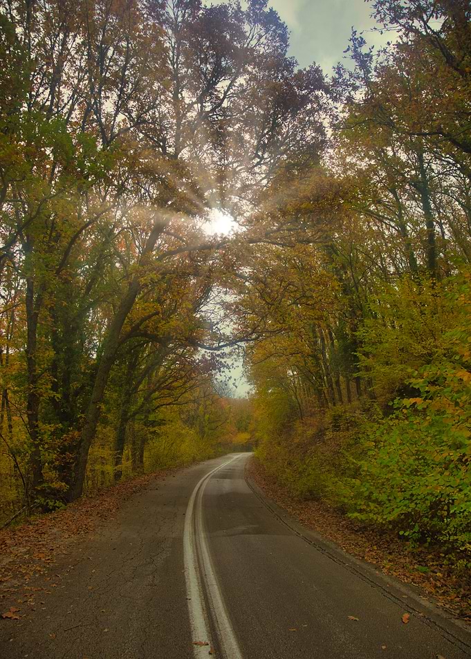 Autumn Road Through Forest