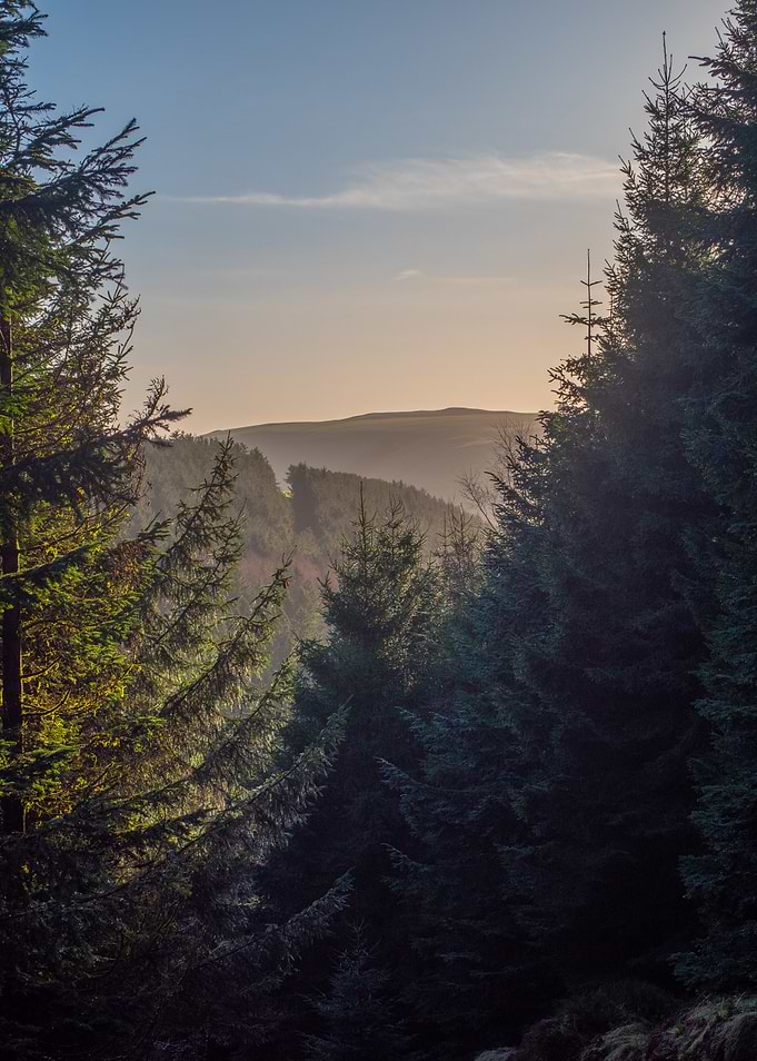 Winter Forest Morning