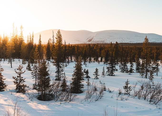 Winter Forest Landscape with Snowy Mountains