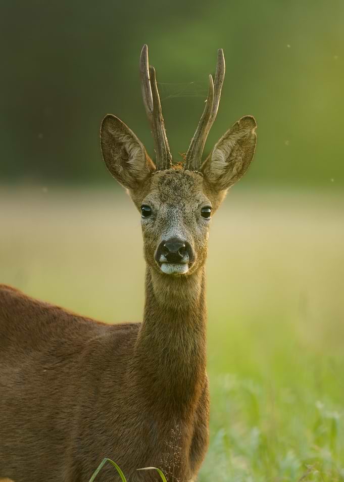 Roe Deer Portrait