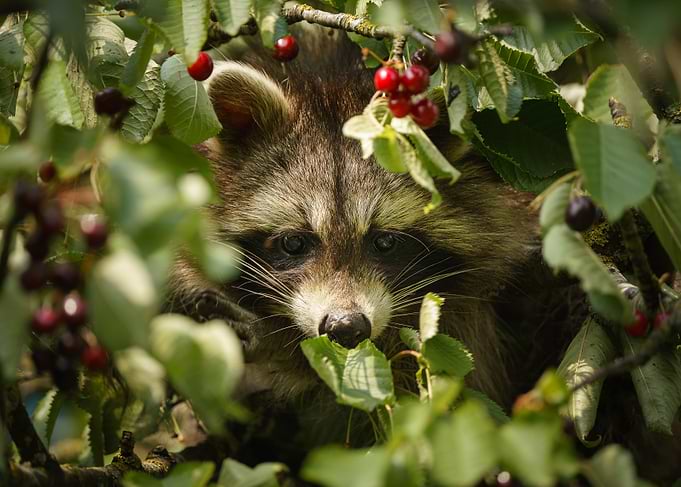 Raccoon in a Cherry Tree