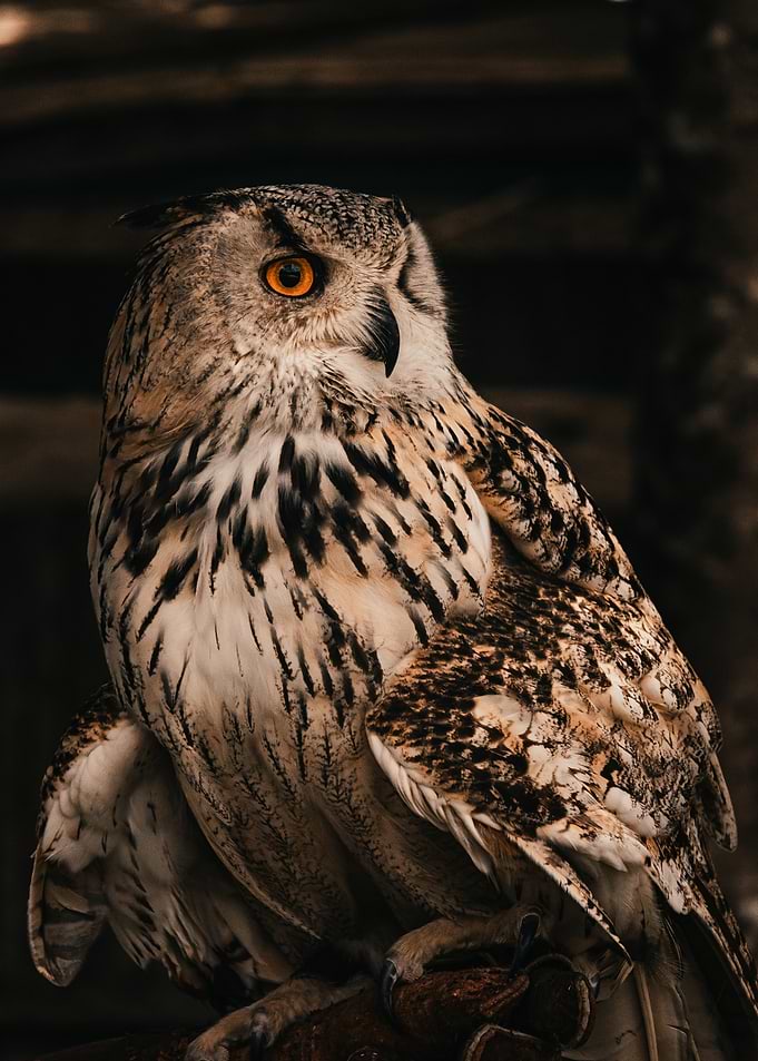 Portait d'un hibou