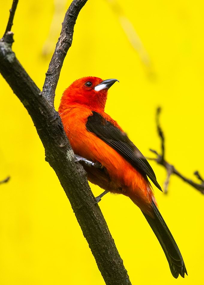 Red bird in a yellow world