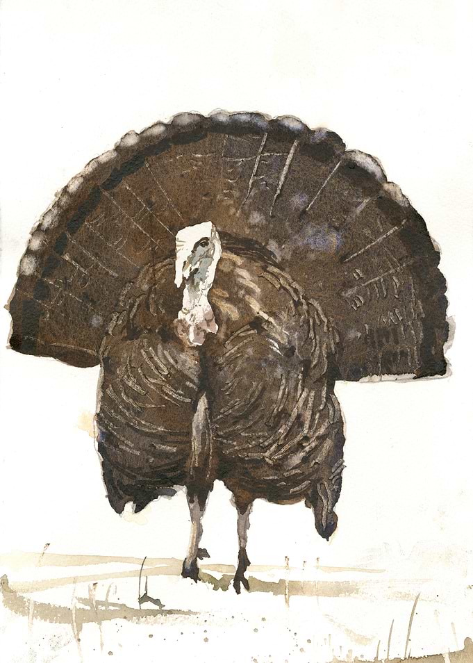 Watercolor Turkey with Displayed Feathers