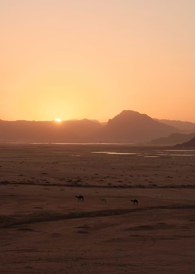 Wadi Rum Sunset with Camels