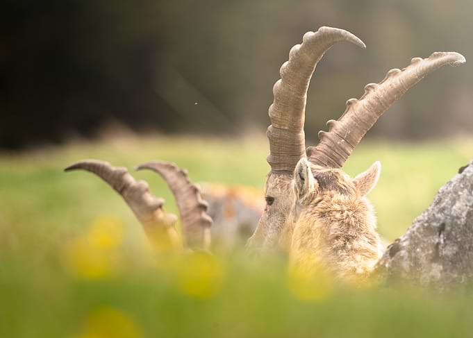 Alpine Ibex in a Meadow