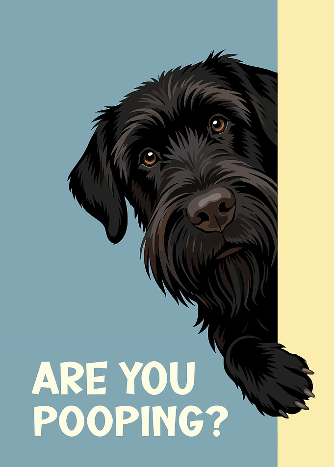 Giant Schnauzer Dog : Are You Pooping?