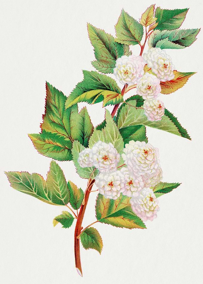 Vintage White Flowers and Green Leaves