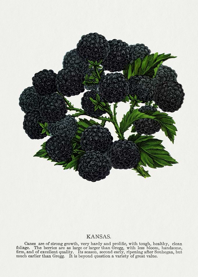 Vintage Kansas Blackberry Botanical Illustration