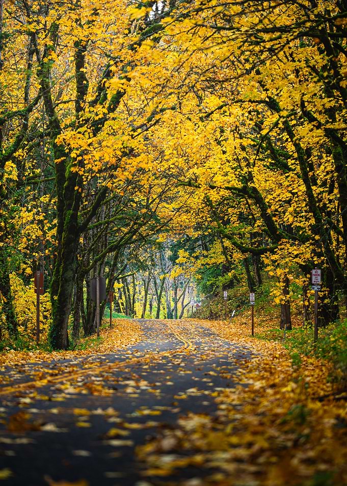 Autumn Road with Yellow Leaves