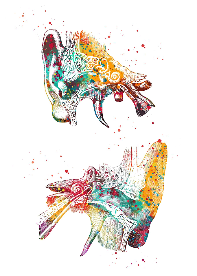 Ear Anatomy Watercolor Illustration