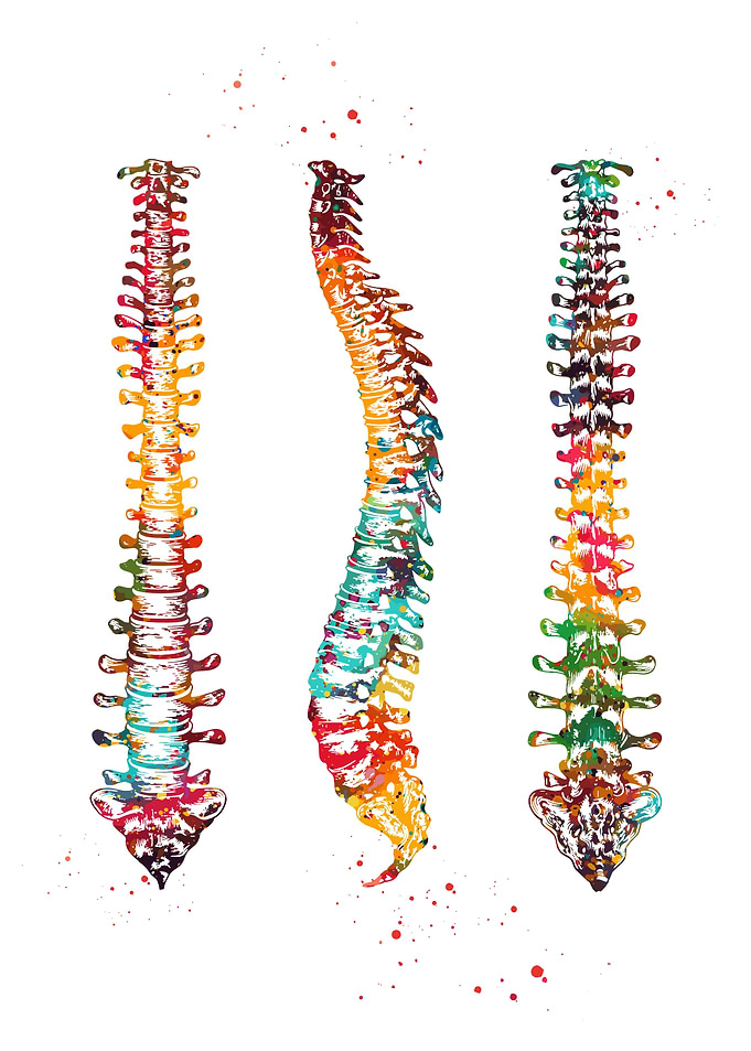 Colorful Spine Anatomy Watercolor Art