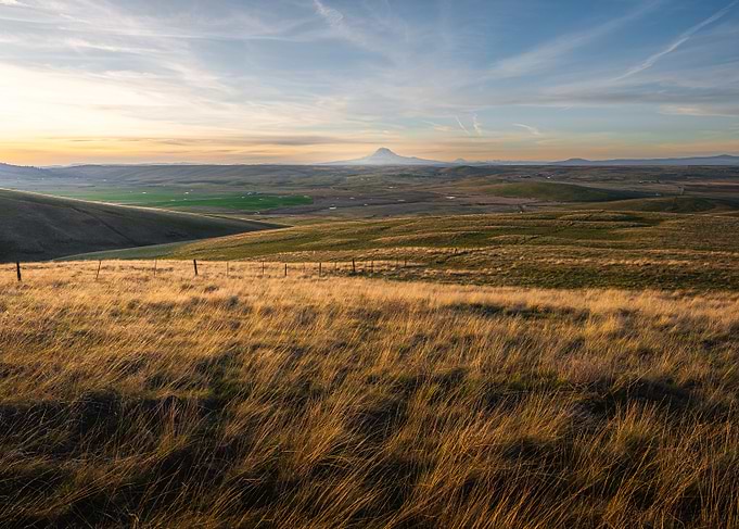Golden field landscape at sunset